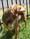 Lucy V