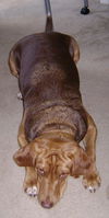 Lucy V