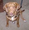 Lucy V