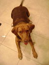 Lucy V