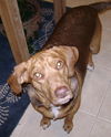 Lucy V