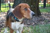 Shep