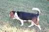 Ringo