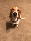 Willie II