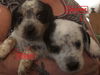 Mama Spice's pup Dasher