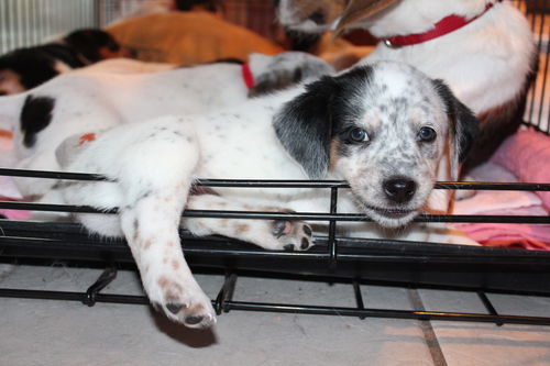 Mama Spice's pup Dasher