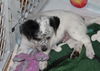 Mama Spice's pup Dasher