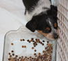 Mama Spice's pup Dasher