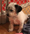 Mama Spice's pup Dasher