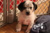 Mama Spice's pup Dasher