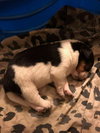 Mama Spice's pup Dancer