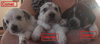 Mama Spice's pup Dancer