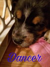 Mama Spice's pup Dancer