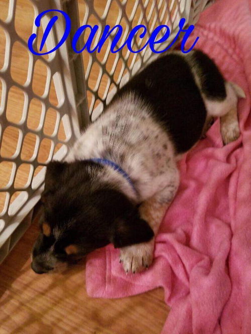 Mama Spice's pup Dancer