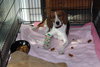 Mama Spice's pup Dancer