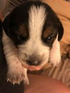 Mama Spice's pup Prancer