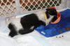 Mama Spice's pup Prancer