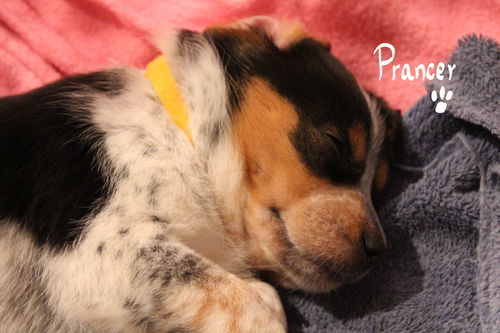 Mama Spice's pup Prancer