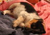 Mama Spice's pup Prancer