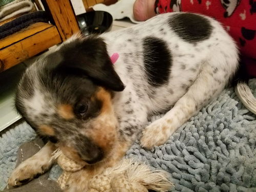Mama Spice's pup Vixen