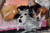 Mama Spice's pup Vixen