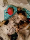 Mama Spice's pup Vixen