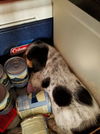 Mama Spice's pup Vixen