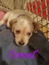 Mama Spice's pup Comet