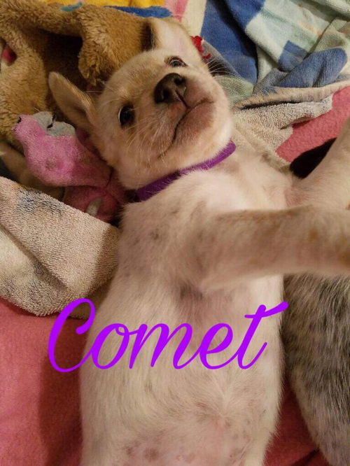 Mama Spice's pup Comet