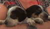 Mama Spice's pup Cupid