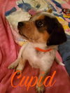 Mama Spice's pup Cupid