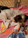 Mama Spice's pup Cupid