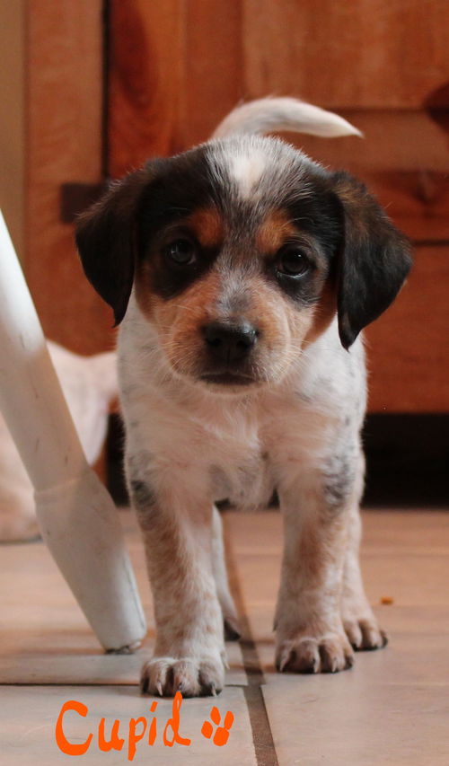 Mama Spice's pup Cupid