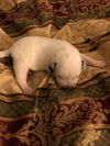 Mama Spice's pup Donner