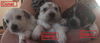 Mama Spice's pup Donner