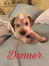 Mama Spice's pup Donner