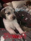 Mama Spice's pup Donner