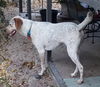Mama Spice's pup Donner
