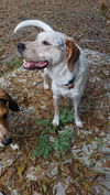 Mama Spice's pup Donner