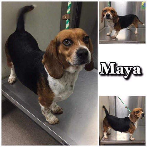 Maya III