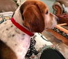 Charlie IX
