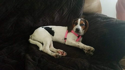 Lucy XI