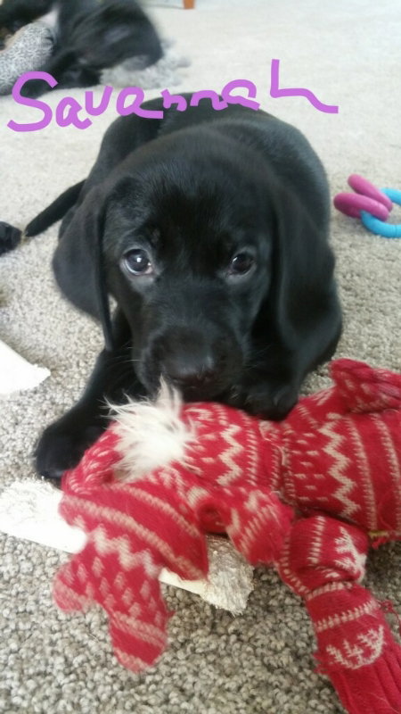 Trixie's pup Savannah
