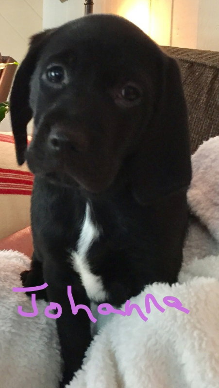 Trixie's pup Johanna