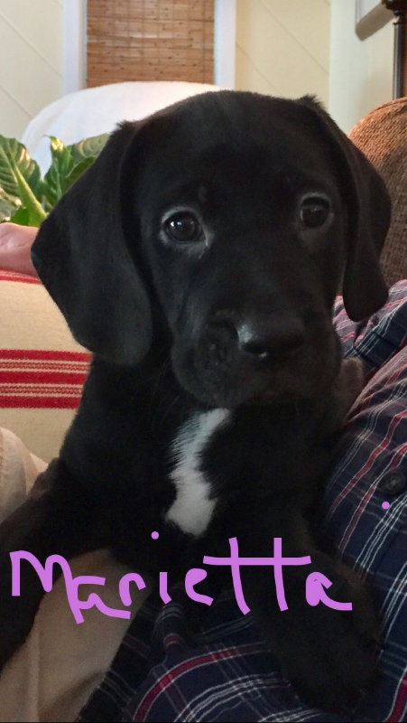 Trixie's pup Marietta