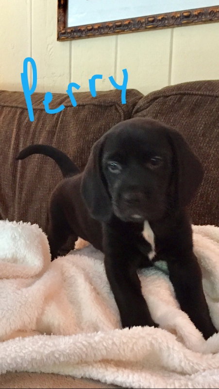 Trixie's pup Perry