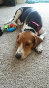 Trixie's pup Perry