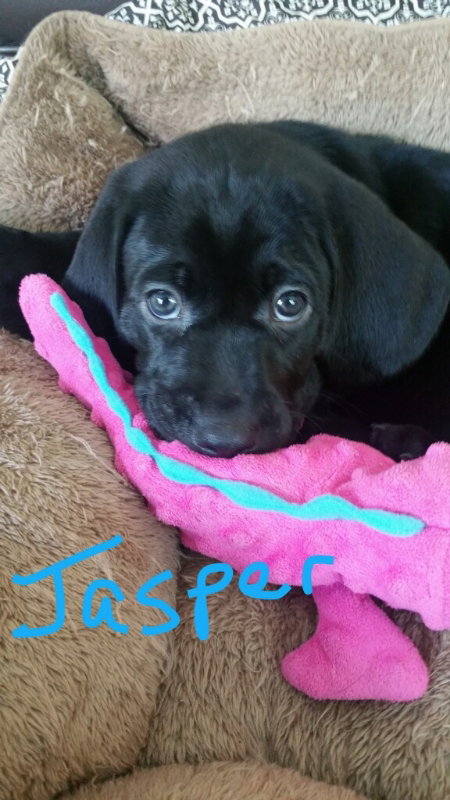 Trixie's pup Jasper