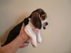 Dolly's pup - Big Dot