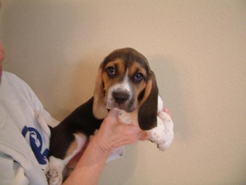 Dolly's pup - Little Dot